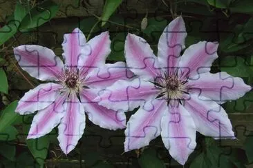 Flowers jigsaw puzzle