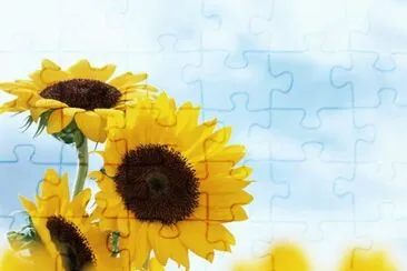 GIRASOLES