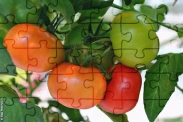 FaraÃ³n jigsaw puzzle