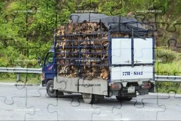 camiones jigsaw puzzle