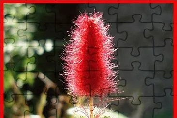 Acalypha Reptans (Rabo de Gato)