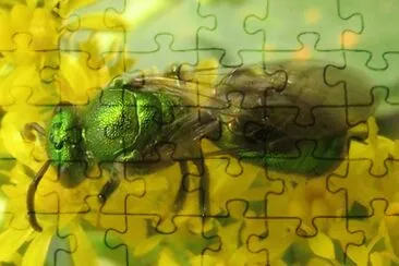 Augochloropsis Metallica - Pensilvania
