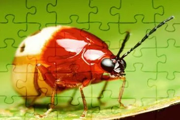 Red White Beetle