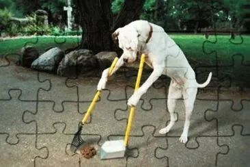 curios jigsaw puzzle