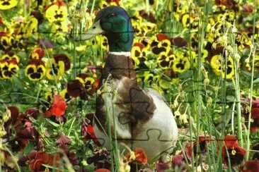 Duck with Flowers