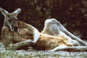curios jigsaw puzzle