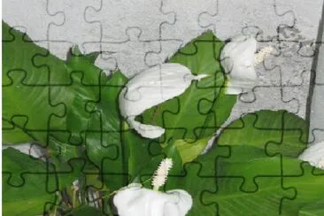 LIRIO jigsaw puzzle