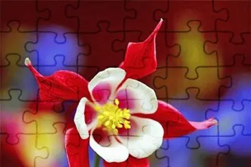 flores 1