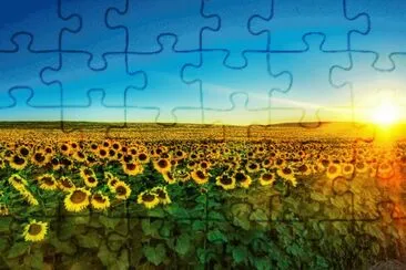 CAMPO DE GIRASOLES