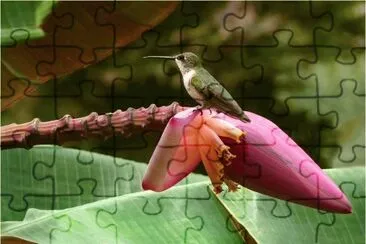 פאזל של Bird on a Banana Flower