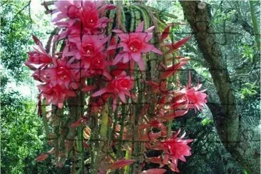 Flowers in Greece