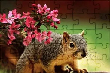 Squirrel