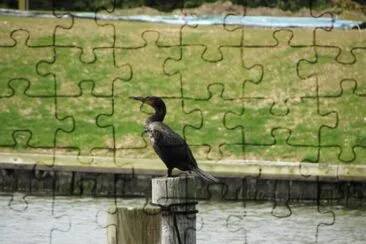 Animais no parque 1 - SP jigsaw puzzle