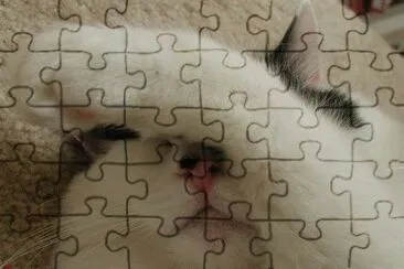 Gato! jigsaw puzzle