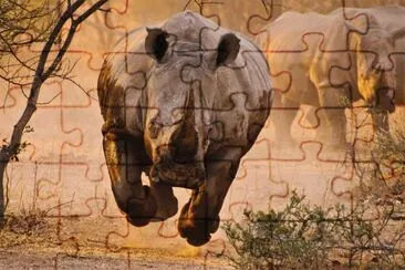 RINO VOLANDO