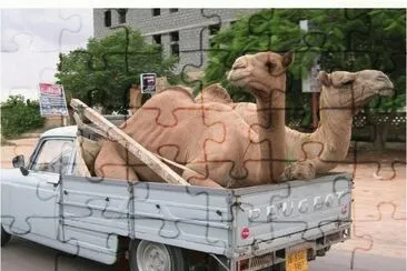 Camel transportation