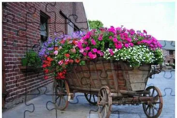 Flowers near the Farm