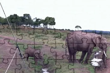 Elefoa e seu filhote jigsaw puzzle