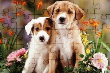 gossets jigsaw puzzle