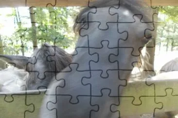 pferdekopp jigsaw puzzle