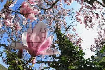 MAGNOLIAS