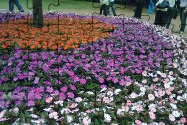 פאזל של Jardins em Holambra - SP