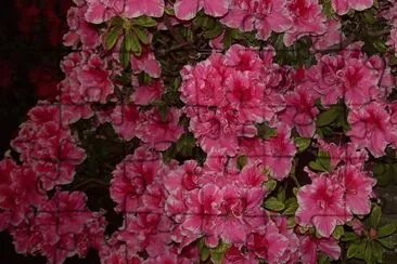 Azalea