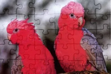 LLoros jigsaw puzzle