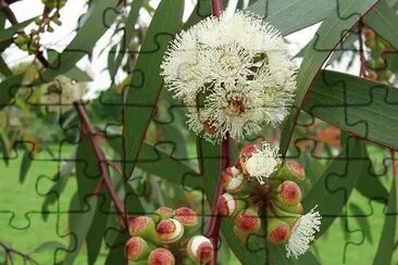 Eucalyptus Pauciflora jigsaw puzzle