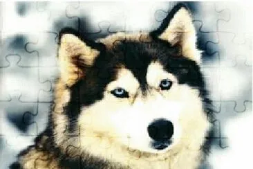 LOBO