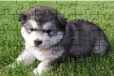 CÃƒOZINHO