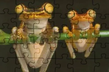 PERERECAS