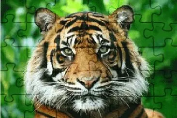 TIGRE
