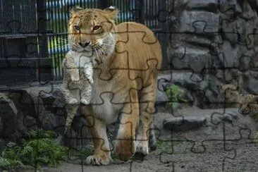 curious jigsaw puzzle