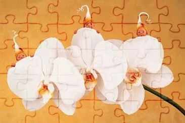 boccioli jigsaw puzzle