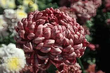 Autumn Flower