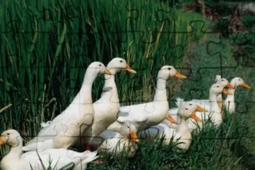 Ducks enjoy a rest in the Rice fields jigsaw puzzle