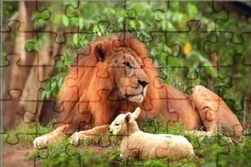 פאזל של lion