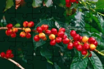 פאזל של Red Coffee Arabica plant   Hawaii  USA
