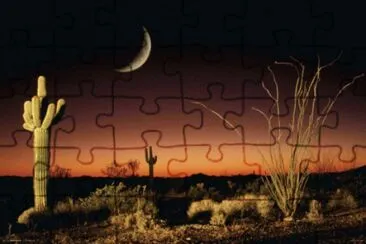 פאזל של Ocotillo ansd Saguaro  Arizona  USA