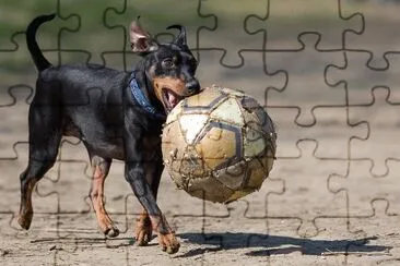 curious jigsaw puzzle