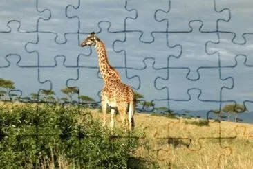 Girafa