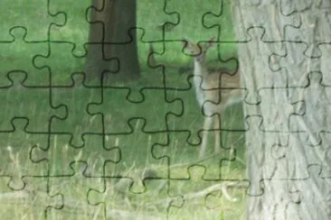 reh jigsaw puzzle