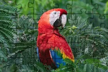 Parrot in the Amazone area jigsaw puzzle