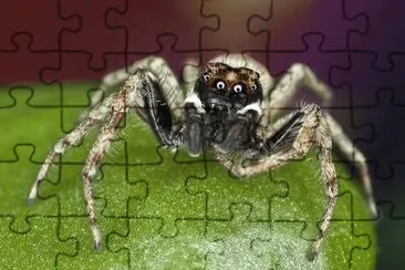 South American Spider jigsaw puzzle