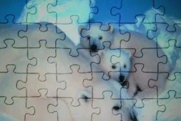 Osos Polars jigsaw puzzle