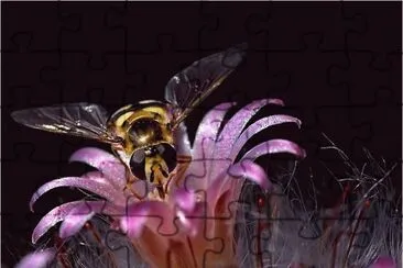 Flower with Bee jigsaw puzzle