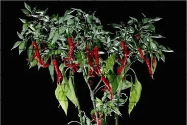 Pepperplant jigsaw puzzle