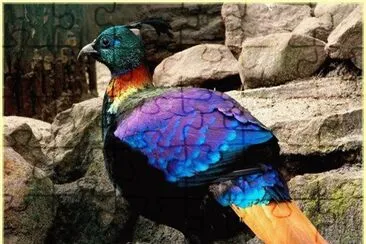 Beautiful Bird jigsaw puzzle