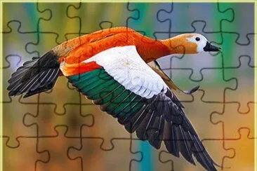 Some kind of a Duck jigsaw puzzle